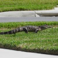 Narciso Victoria's avatar