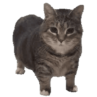 Avatar of Just_A_Cat_9