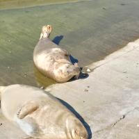 Avatar of kabachok_q