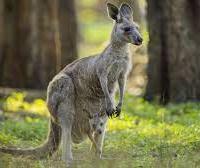 Avatar of Kaengurugamer