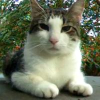 David Geffrey Meier's avatar