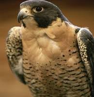 Avatar of Peter Schmitt