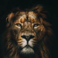 Avatar of Kanan Garayev