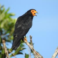 Avatar of Kerley  Lacerda