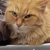 Ekaterina Goltseva's avatar