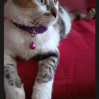 Avatar of Khrisman Angeldonis