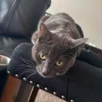 Avatar of KingMarriland