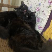 Avatar of kingreat64