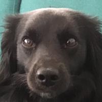 Avatar of Sem Fijnaut