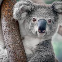 Avatar of Anatole Vlachos