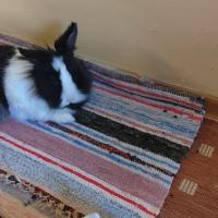 Avatar of kokalllllll12345