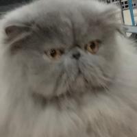 Avatar of miro meskelinen