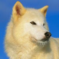 Avatar of Maksim Ermakov