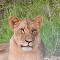 Jeandre du Rant's avatar