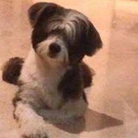 Avatar of Kunal Advani