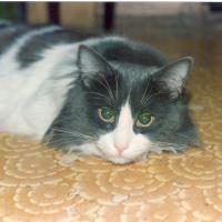 Alexander Spichkin's avatar