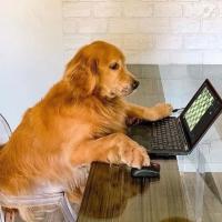 Avatar of Antonio Vitor