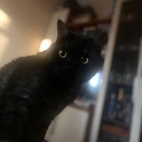 Avatar of lanabanana1302