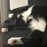 Avatar of leahiindigo