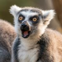 Avatar of Lemur17