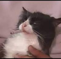 Avatar of levi oficial