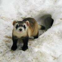 Avatar of Anna Goldsmith