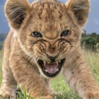 Avatar of Alex Nanev