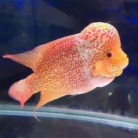 Avatar of Arjun Adireddy