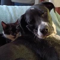 Avatar of Stefano Barnabà