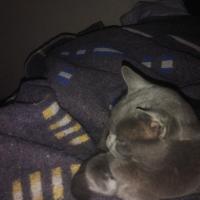 Avatar of LoayzaMono