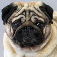 Avatar of Charles Tomlinson