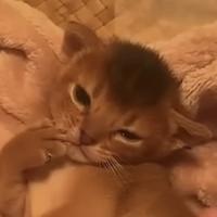 Lorelei Cornelisse's avatar