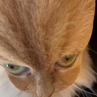 Avatar of Louise Chess