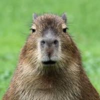 Avatar of lovelycapybara174