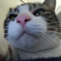 Avatar of Lucaselaviones