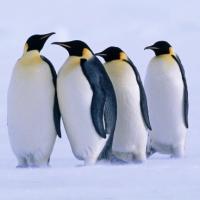 Avatar of lukasampion