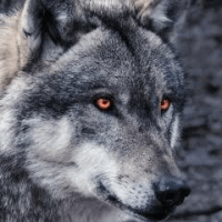 Avatar of Luciano Aguiar de Souza