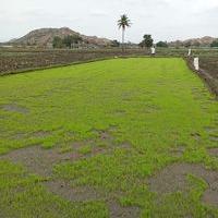 Avatar of MALLIGOUDA