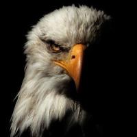 Avatar of Marc Mbouano