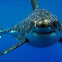 MARDAKERXXX's avatar