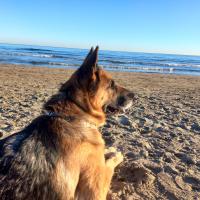 Avatar of God save the Americans