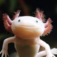 Avatar of Proson_Studios Martincz75