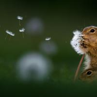 Mariya Bruyatskaya's avatar