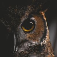 Mariia Manko's avatar