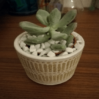 Avatar of Sylvain Sim