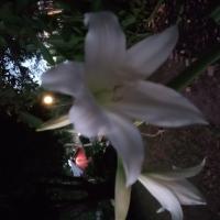 Avatar of MasterGloom