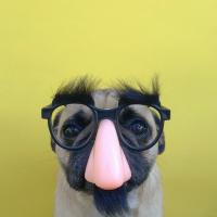 Stay Focused's avatar