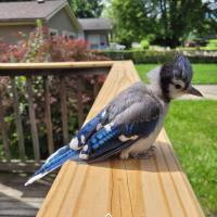 Mauro Alberto Lopez Romero's avatar