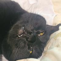 Avatar of Maxim Meleshchuk