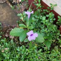 Avatar of mamun saydur